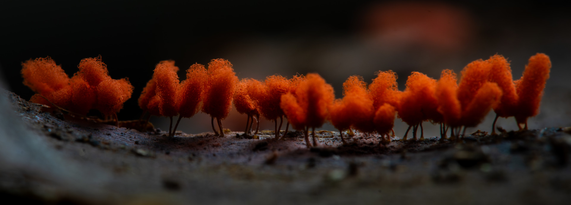 Group of raspberry slime molds grow on dried leaf