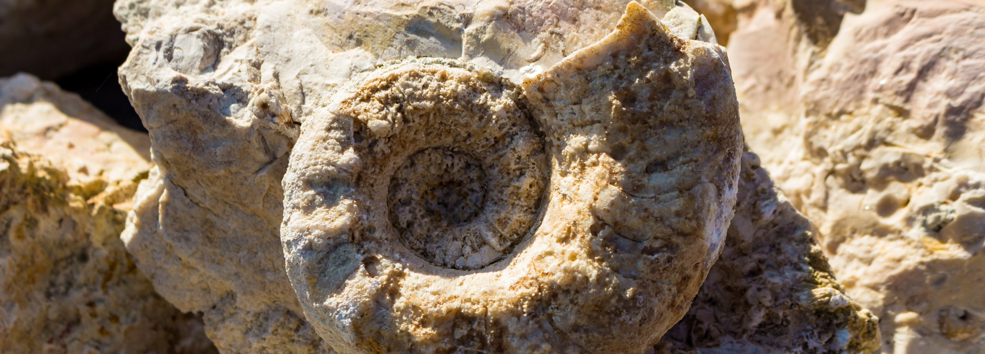 A picture of a nautiloid fossil