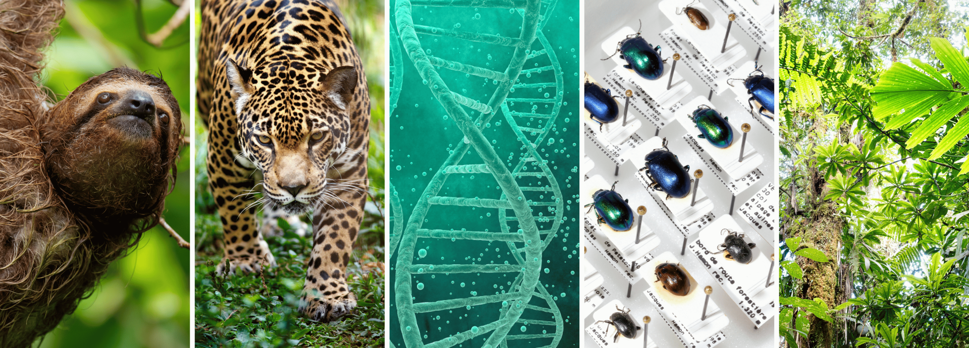 Images of sloth, jaguar, DNA, beetles' collection, tropical florest