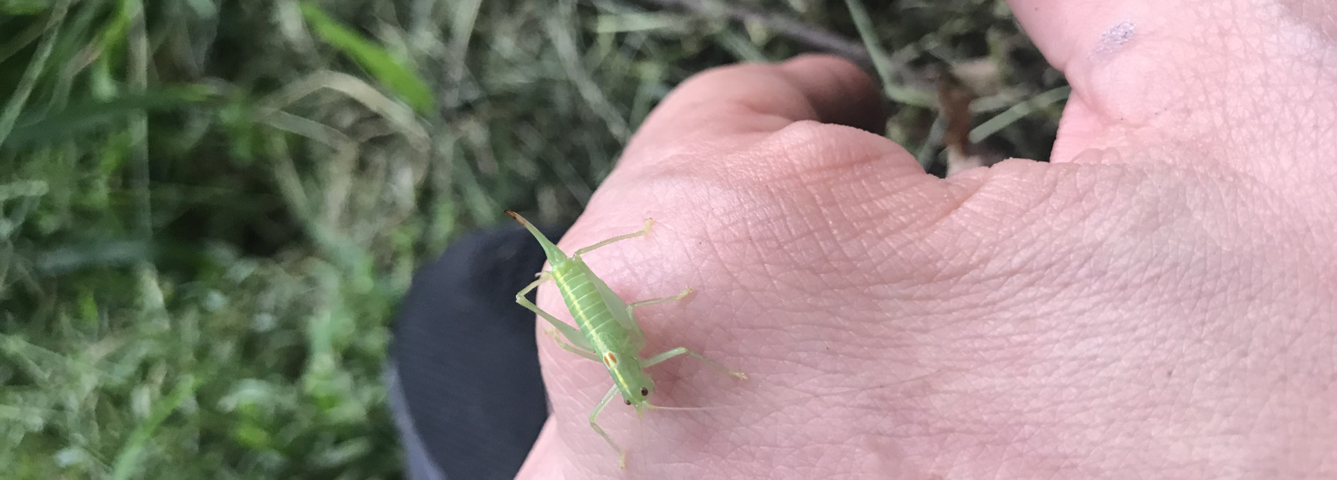  Handrücken im Grass mit einer adulten südlichen Eichenschrecke  (Meconema meridionale) ( Berlin - Grünau)