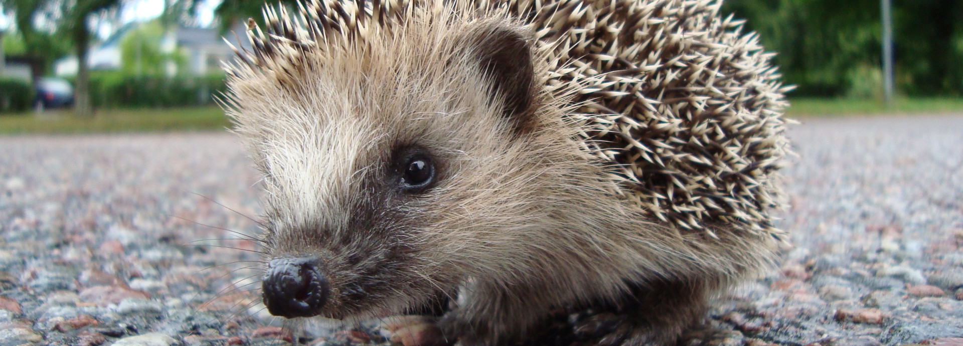 Igel