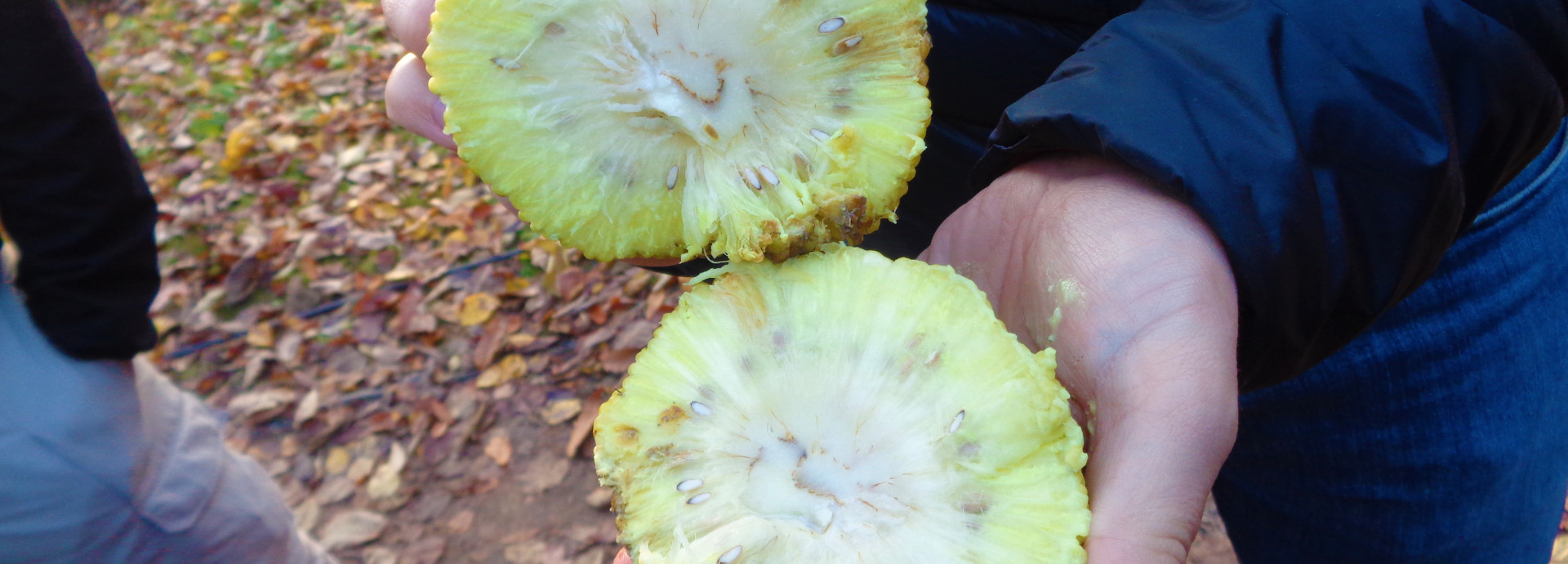 Maclura pomifera