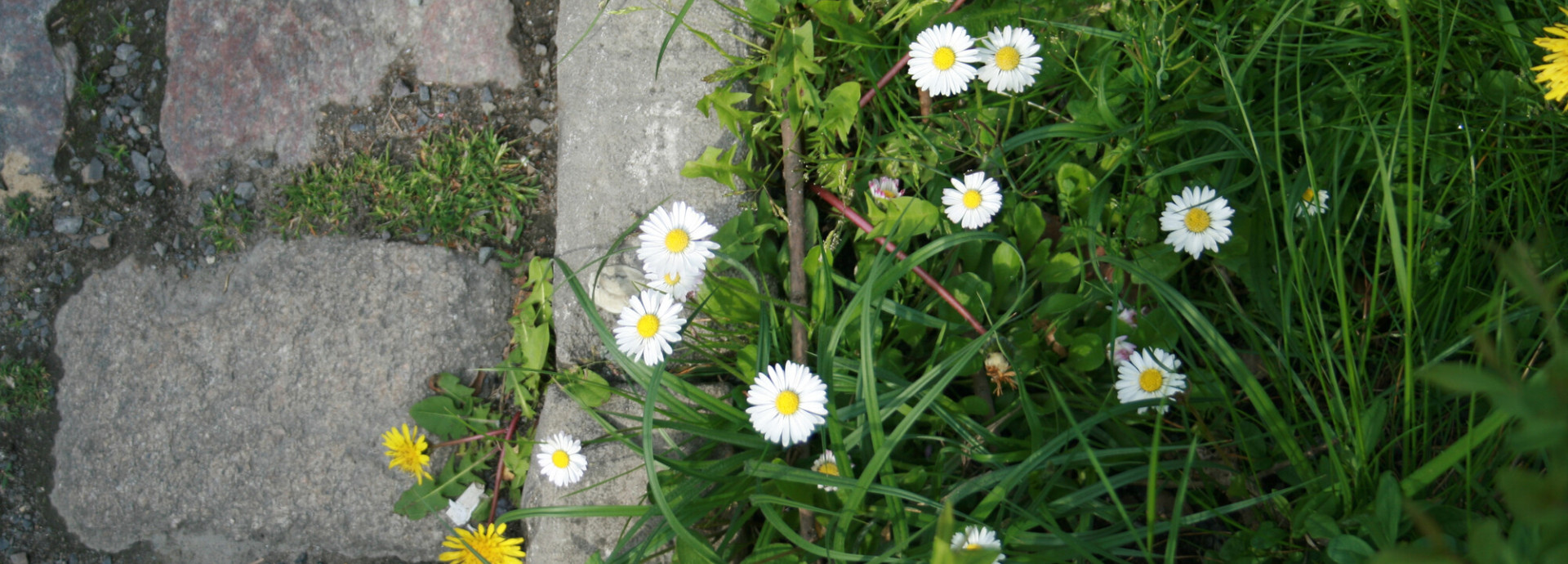 Pflanzen am Straßenrand