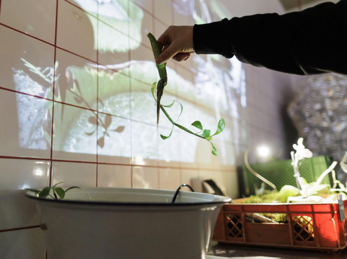 A picture of a hand holding a plant above a bowl