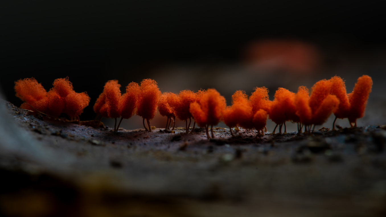 Group of raspberry slime molds grow on dried leaf