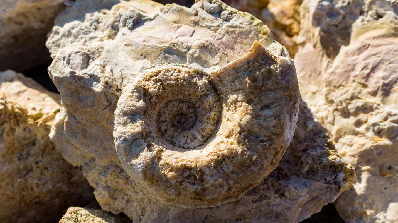 A picture of a nautiloid fossil