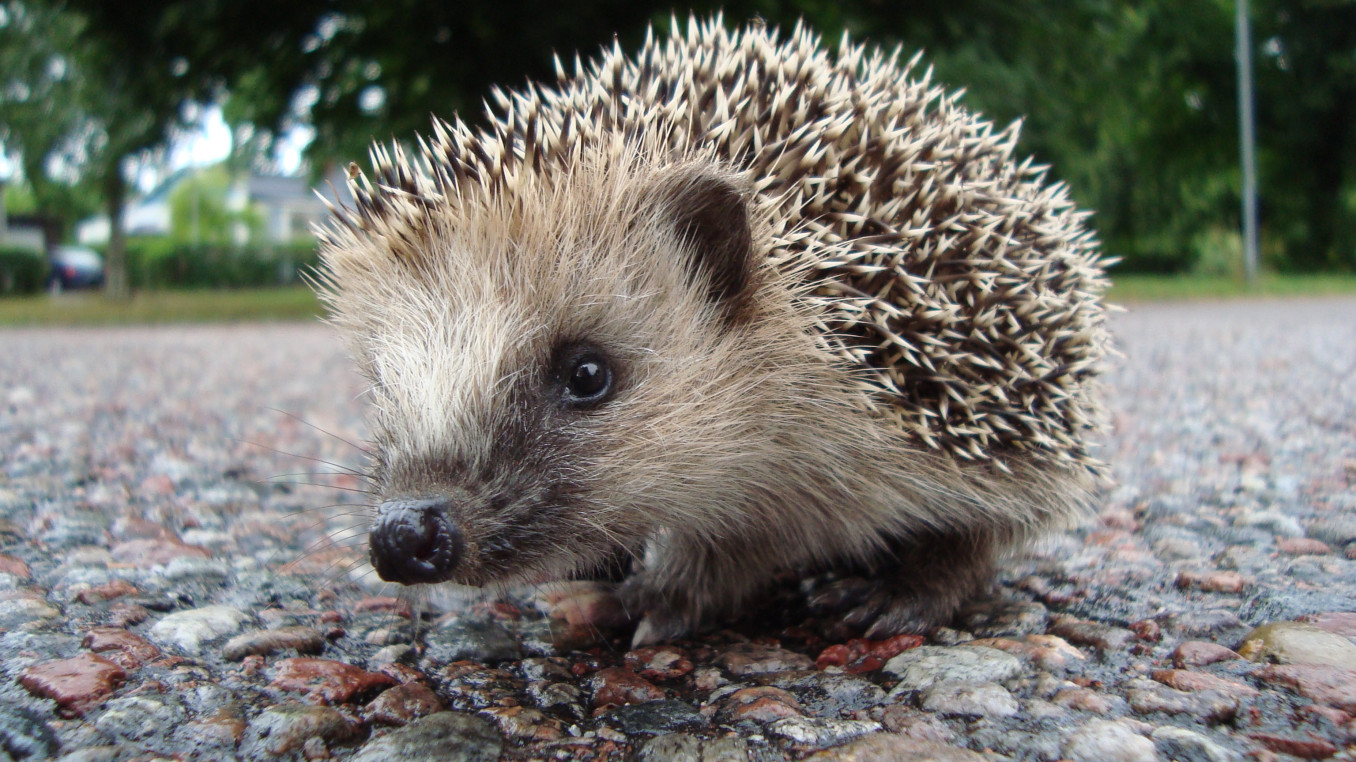 Igel