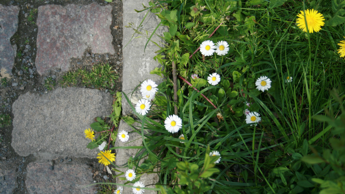 Pflanzen am Straßenrand